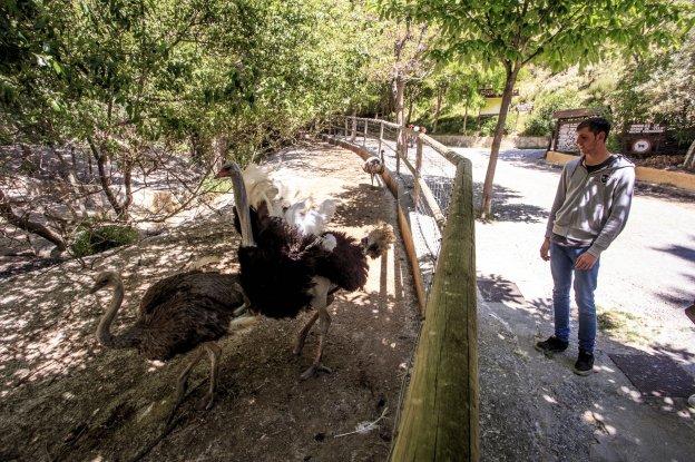 «Ha muerto un macaco, dos bisontes... y lo que no sabemos»