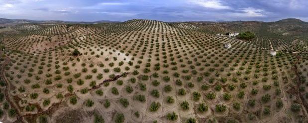 Más olivos y más dando ya réditos