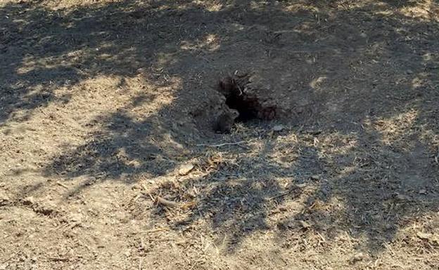 Olivareros de Jabalquinto sufren daños millonarios por una plaga de conejos