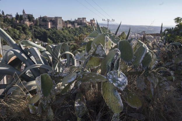 La cochinilla hace peligrar las chumberas del Sacromonte