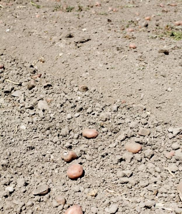 El consumidor paga 10 veces el precio recibido por el agricultor en numerosos productos