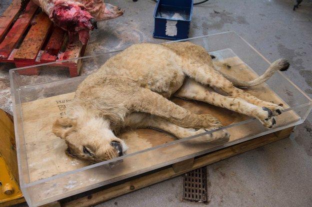 La terrible caza para pociones 'curalotodo': huesos de león a granel