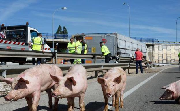 Varios cerdos deambulan por Soria al volcar el camión que los llevaba