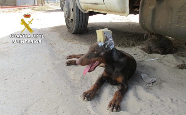 Un hombre le corta las orejas a su perro en Huelva