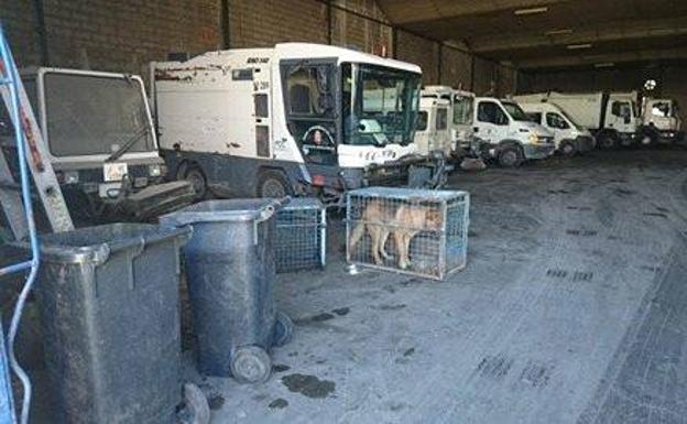 Denuncian la recogida de perros en Jaén en jaulas oxidadas y al sol