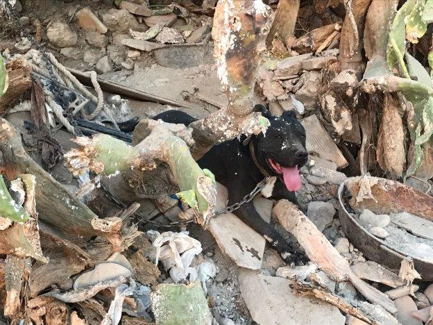 La Policía rescata a cuatro perros abandonados en San Miguel Alto