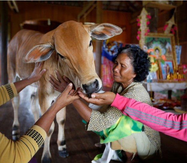 "Mi marido se ha reencarnado en un becerro"