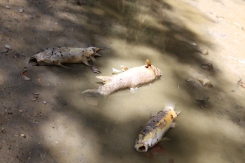 Desastre ecológico en el Guadalbullón a su paso por el Puente Tablas