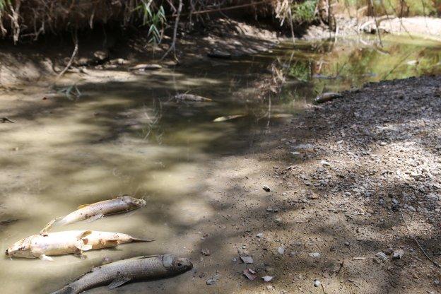La CHG anuncia la retirada de los peces muertos en el cauce seco del Guadalbullón