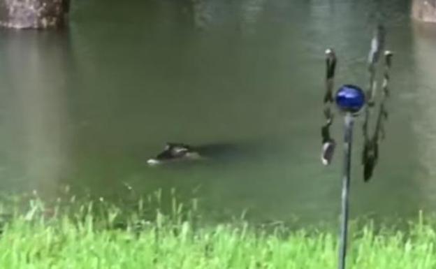 Una mujer graba a varios cocodrilos en su jardín arrastrados por el huracán Harvey