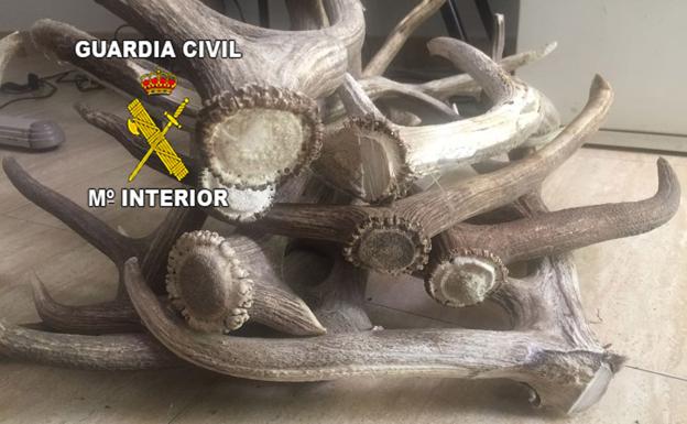 Detenidas tres personas especializadas en el robo de trofeos de caza