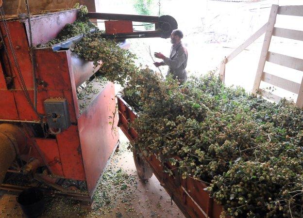 El 'oro verde' está en León