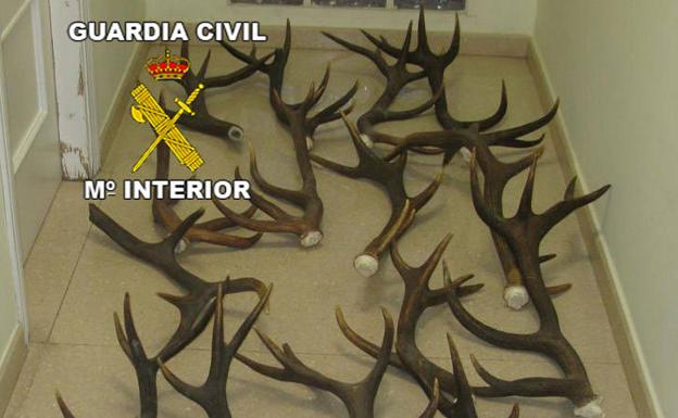 Cuatro detenidos por el robo de trofeos de caza valorados en 10.000 euros