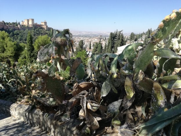 Los incómodos mosquitos del Sacromonte