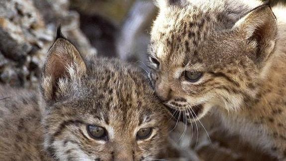 Muere en la A-4 un lince ibérico atropellado