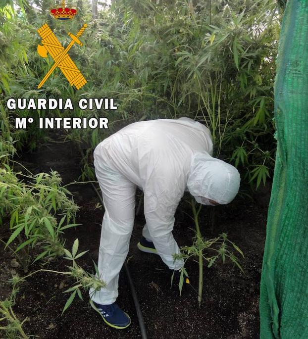 Desmantelan un cultivo con 183 plantas de marihuana en Tabernas