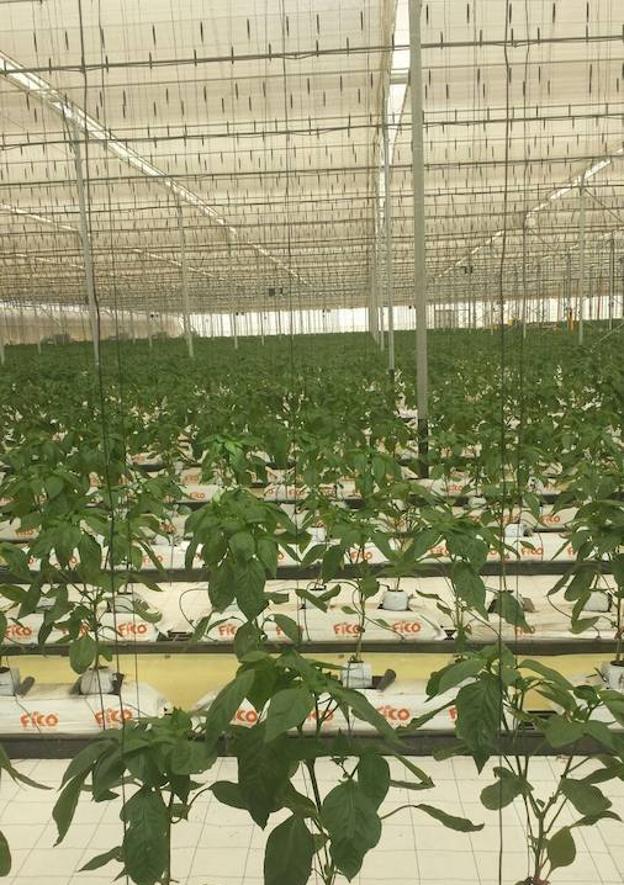 Tecnova desarrolla un nuevo sistema de refrigeración de invernaderos