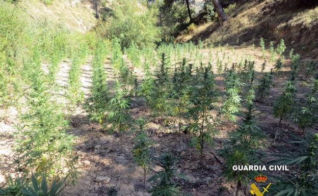Detenidas dos personas e intervenidas 1.210 plantas de marihuana en Cabra del Santo Cristo