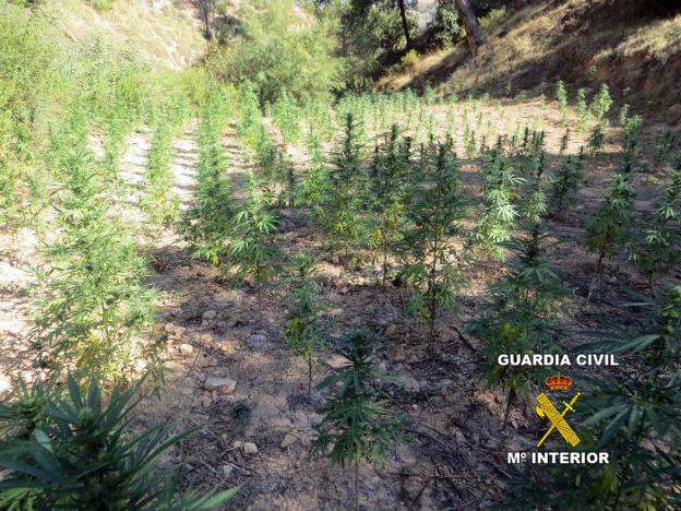 Investigan a un exalcalde de Guadahortuna tras encontrarle casi 800 plantas de 'maría'