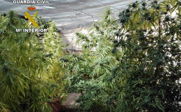 Cinco detenidos, once investigados y más de cien kilos de marihuana intervenidos en la provincia de Jaén