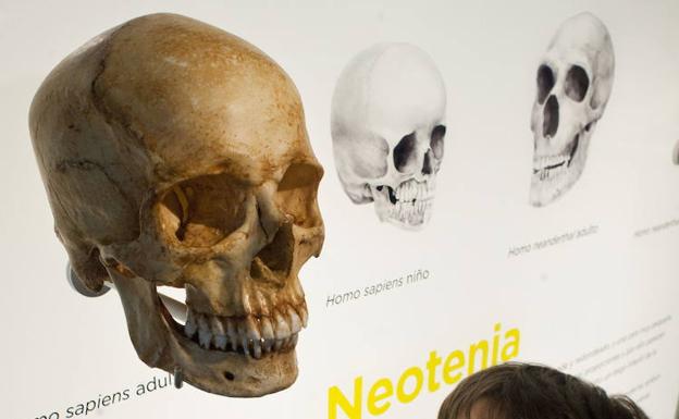 Nuevas evidencias sobre el origen del 'Homo sapiens' indican que no existen razas