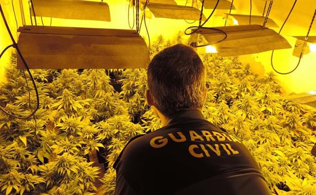 Descubren un invernadero con 370 plantas de 'maría' en Abla