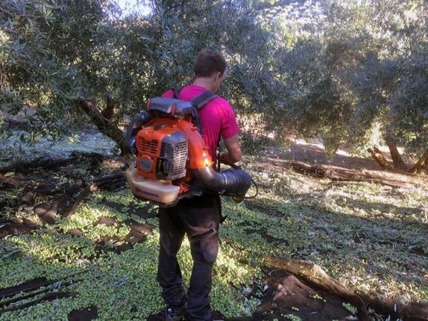 Jaén se apunta a la 'moda' del verde con los aceites de la cosecha temprana