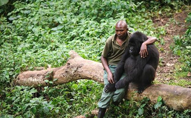 La desgarradora tristeza de un gorila tras ver a su madre asesinada por furtivos