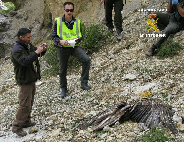 Aparecen muertos 15 buitres leonados e investigan quién los ha envenenado