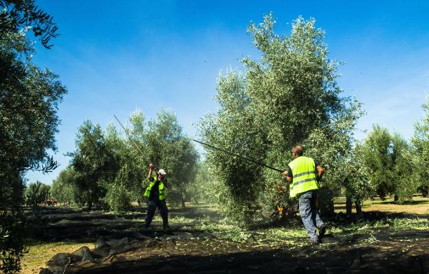 La aceituna arranca al ralentí