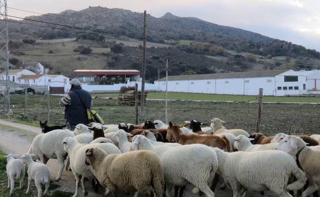 La nave de contrabando que nunca levantó las sospechas de los vecinos