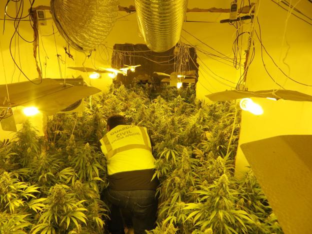 La marihuana destrona al hachís