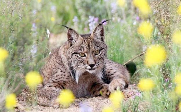 Un atropello en Pegalajar eleva a 18 los linces fallecidos en vías andaluzas en lo que va de año