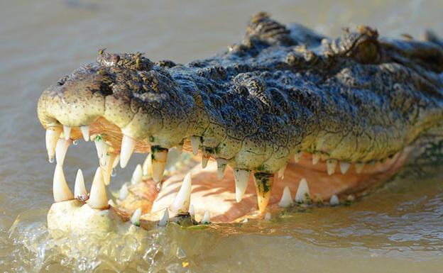 Un cocodrilo devora a un hombre que cubría su bote para protegerlo de una tormenta
