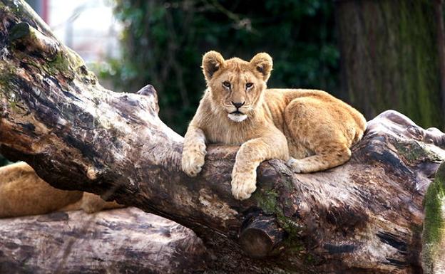 Dos zoológicos piden que se 'donen' mascotas para alimentar a sus animales