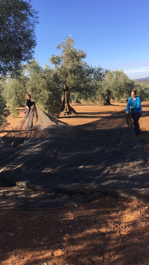 En Navidad con apenas un 20% de la cosecha de aceituna recogida