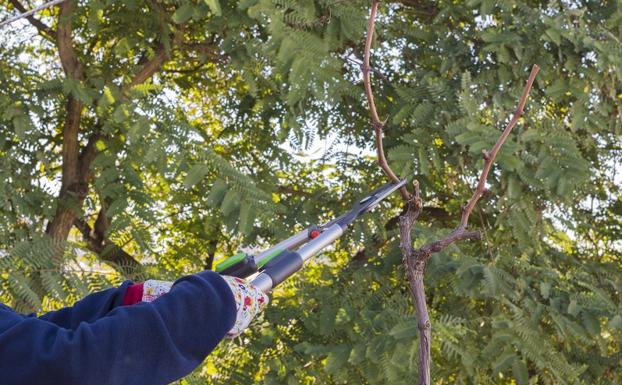 El Supremo multa a un hombre por talar sin permiso un árbol de su parcela