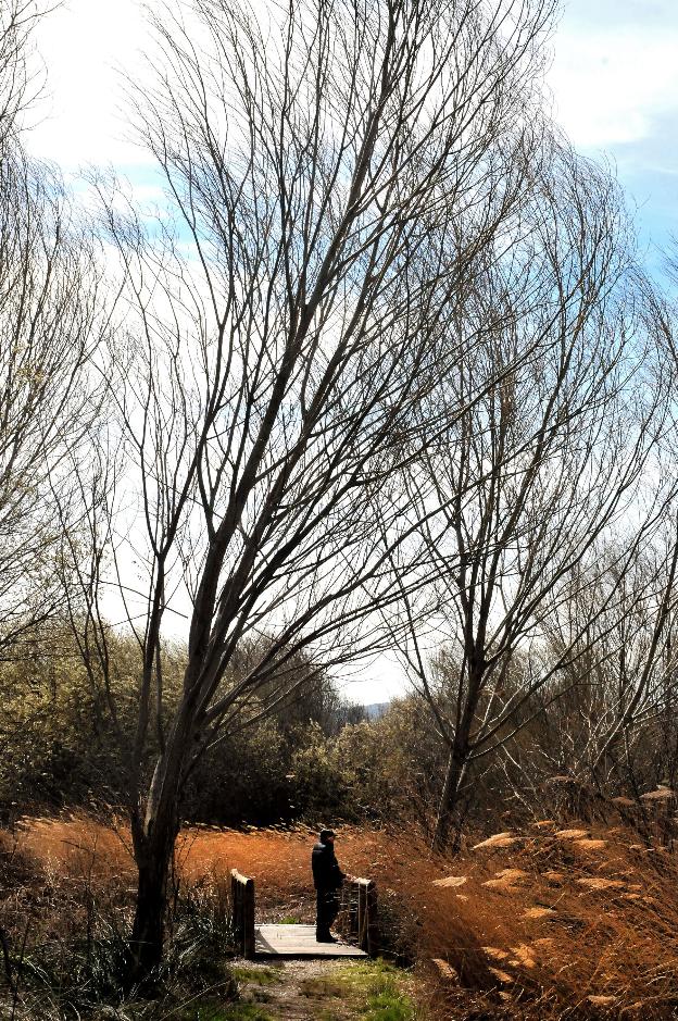 Susurros de invierno