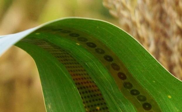 Tatuajes para plantas para ahorrar agua a los agricultores