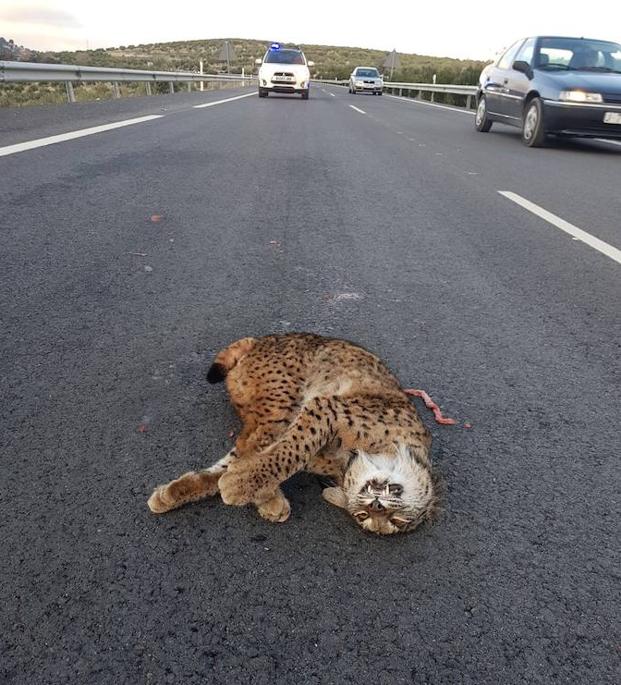 Primer lince atropellado del año en la A-316 a su paso por Torredelcampo
