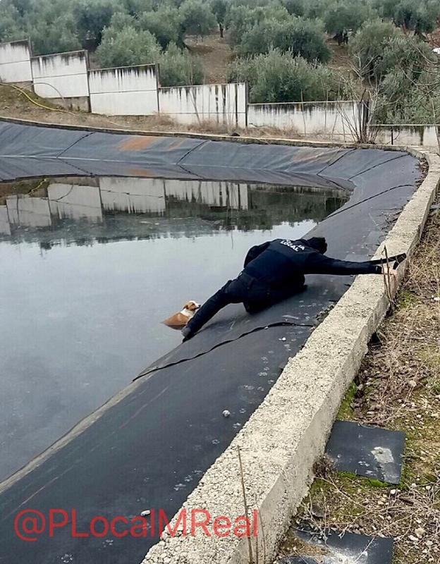 Rescatan a un perro con hipotermia en Mancha Real