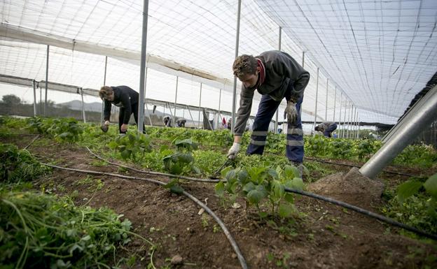 Un proyecto de Cáritas forma a desempleados en cultivo ecológico en la Vega de Granada
