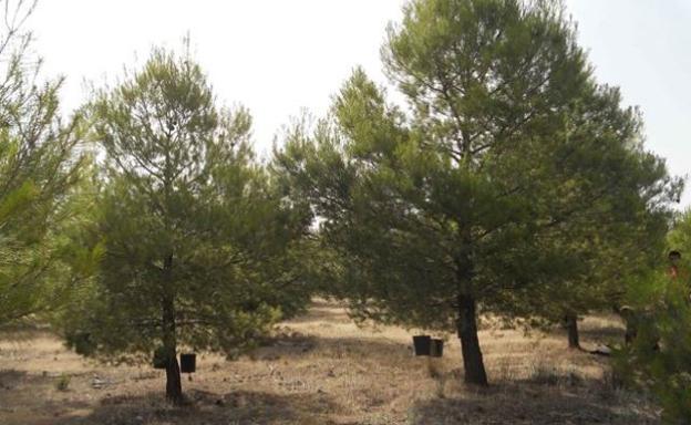 Investigadores determinan la cantidad de nutrientes que aporta al suelo la caída de hojas de pino