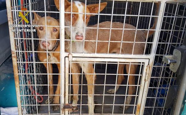 Dos personas investigadas por la sustracción de 6 perros de caza valorados en unos 3.000 euros