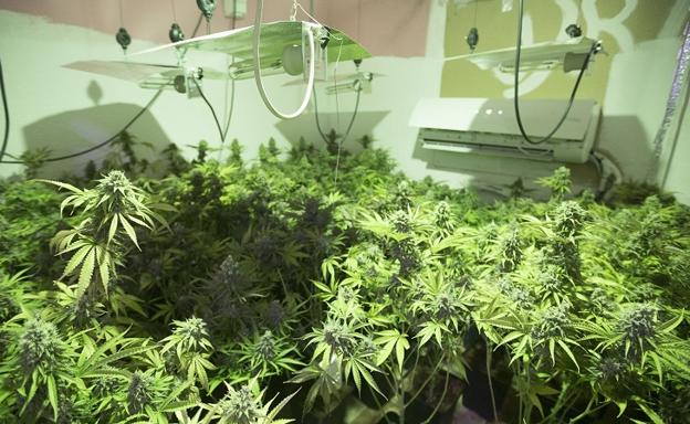 Intervenidas 7.300 plantas de cannabis en el mes de enero en la provincia de Granada