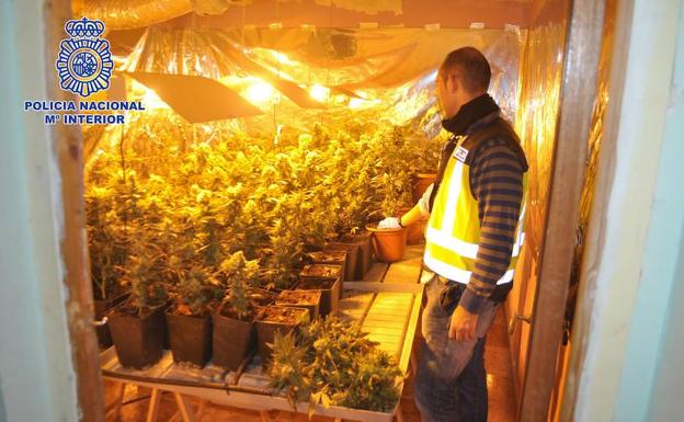 La Policía Local de Granada interviene 175 maceteros de plantas de marihuana en una vivienda de Haza Grande
