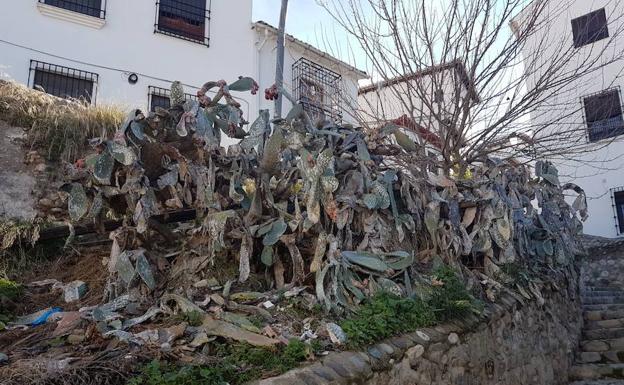 Granada pierde sus chumberas