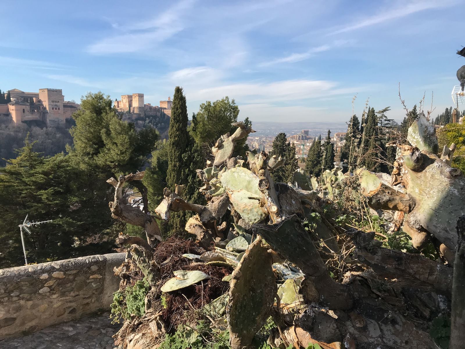 Así están las chumberas de Granada: secas