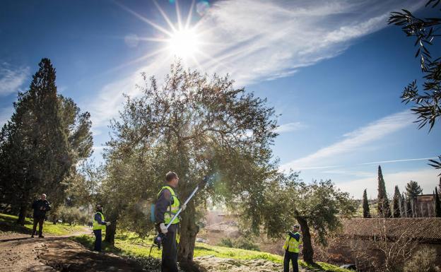 Los olivos de Boabdil