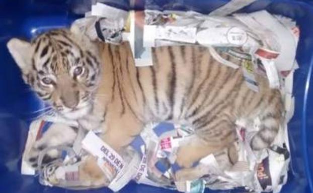 Hallan un cachorro de tigre en una caja de envío urgente en correos